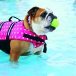 hondenzwemmen geuseltbad