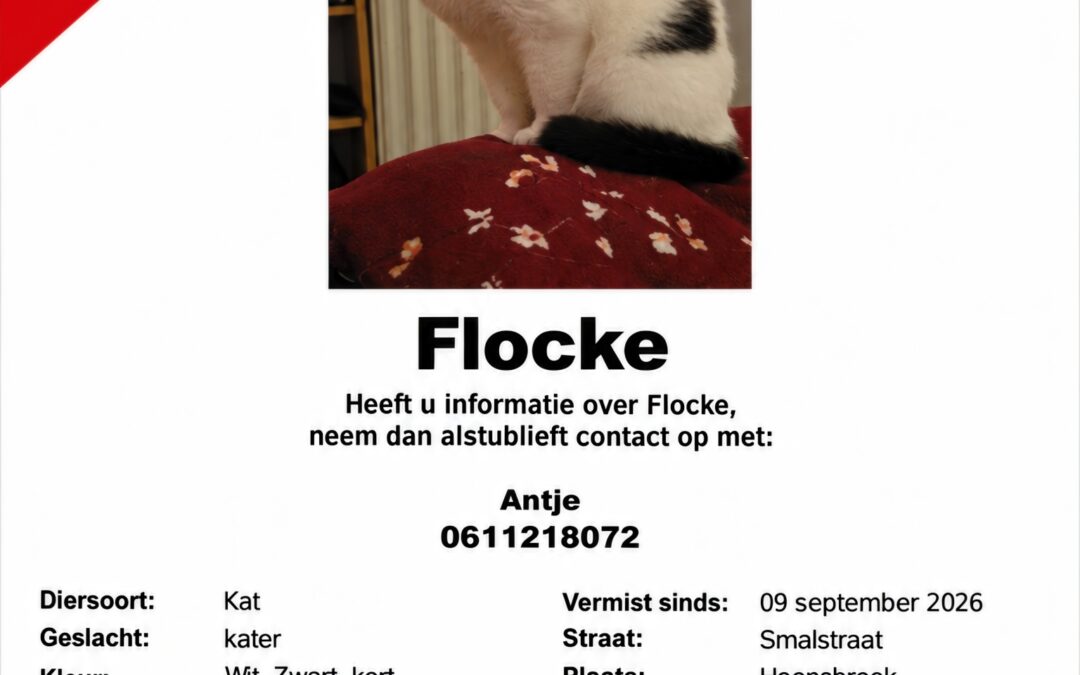 Vermiste kater